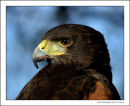 Harris Hawk Taken At Maltby